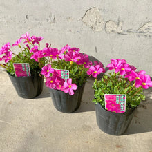 画像をギャラリービューアに読み込む, 【予約商品:1/16発送】オキザリス・もものかがやき 3.5号 3ポットセット