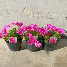 画像をギャラリービューアに読み込む, 【予約商品:1/16発送】オキザリス・もものかがやき 3.5号 3ポットセット