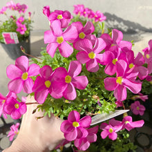 画像をギャラリービューアに読み込む, 【予約商品:1/16発送】オキザリス・もものかがやき 3.5号 3ポットセット