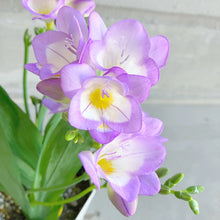 画像をギャラリービューアに読み込む, 【期間限定:1/31まで】フリージア・ブルー 4号 1鉢