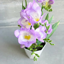 画像をギャラリービューアに読み込む, 【期間限定:1/31まで】フリージア・ブルー 4号 1鉢