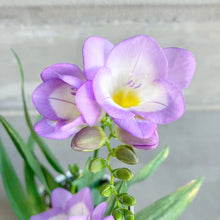 画像をギャラリービューアに読み込む, 【期間限定:1/31まで】フリージア・ブルー 4号 1鉢