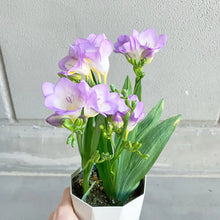 画像をギャラリービューアに読み込む, 【期間限定:1/31まで】フリージア・ブルー 4号 1鉢