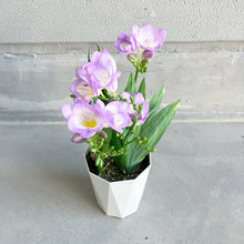 画像をギャラリービューアに読み込む, 【期間限定:1/31まで】フリージア・ブルー 4号 1鉢
