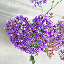 画像をギャラリービューアに読み込む, 【予約商品:2/2発送分】スターチス・ペレジー ロコ 5号