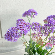 画像をギャラリービューアに読み込む, 【予約商品:2/2発送分】スターチス・ペレジー ロコ 5号