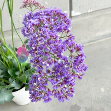 画像をギャラリービューアに読み込む, 【予約商品:2/2発送分】スターチス・ペレジー ロコ 5号