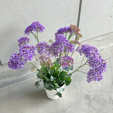 画像をギャラリービューアに読み込む, 【予約商品:2/2発送分】スターチス・ペレジー ロコ 5号