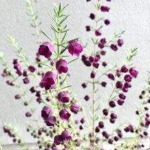 画像をギャラリービューアに読み込む, ボロニア・パープルジェラード 5号