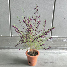 画像をギャラリービューアに読み込む, ボロニア・パープルジェラード 5号