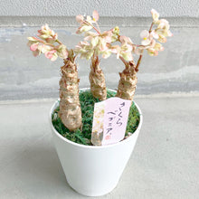 画像をギャラリービューアに読み込む, 【予約商品:3/15発送】さくらベゴニア 5号 1鉢