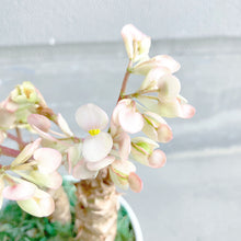 画像をギャラリービューアに読み込む, 【予約商品:3/15発送】さくらベゴニア 5号 1鉢