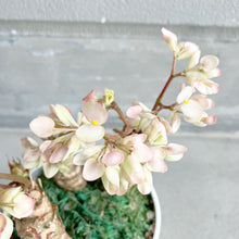 画像をギャラリービューアに読み込む, 【予約商品:3/15発送】さくらベゴニア 5号 1鉢