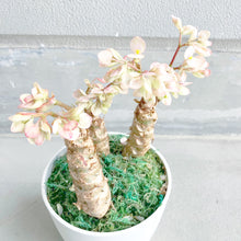 画像をギャラリービューアに読み込む, 【予約商品:3/15発送】さくらベゴニア 5号 1鉢