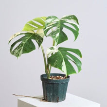 画像をギャラリービューアに読み込む, 【期間限定:2/25まで】斑入り モンステラ 5号