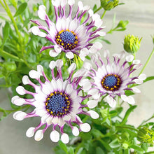 画像をギャラリービューアに読み込む, 【限定40セット】オステオスペルマム・サニー フィリップ 3.5号 3ポットセット ※予約商品:2/16まで 出荷予定:2/28