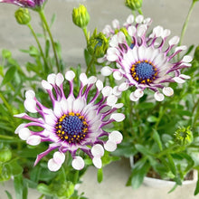 画像をギャラリービューアに読み込む, 【限定40セット】オステオスペルマム・サニー フィリップ 3.5号 3ポットセット ※予約商品:2/16まで 出荷予定:2/28