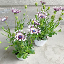 画像をギャラリービューアに読み込む, 【限定40セット】オステオスペルマム・サニー フィリップ 3.5号 3ポットセット ※予約商品:2/16まで 出荷予定:2/28