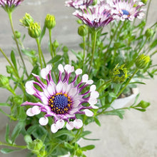 画像をギャラリービューアに読み込む, 【限定40セット】オステオスペルマム・サニー フィリップ 3.5号 3ポットセット ※予約商品:2/16まで 出荷予定:2/28