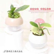 画像をギャラリービューアに読み込む, 【底面給水鉢で育てる】アクアコロン コウモリランシリーズ 3号 1鉢(3種から1種をお届け!)
