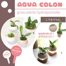 画像をギャラリービューアに読み込む, 【底面給水鉢で育てる】アクアコロン コウモリランシリーズ 3号 1鉢(3種から1種をお届け!)