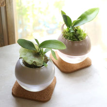 画像をギャラリービューアに読み込む, 【底面給水鉢で育てる】アクアコロン コウモリランシリーズ 3号 1鉢(3種から1種をお届け!)