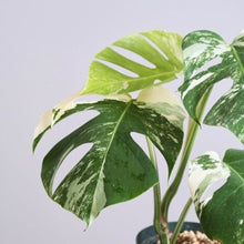 画像をギャラリービューアに読み込む, 【期間限定:2/25まで】斑入り モンステラ 5号