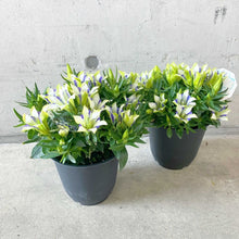 画像をギャラリービューアに読み込む, 【数量限定】リンドウ 心美白寿 4.5号 ※予約商品:9/14まで 出荷予定:9/19