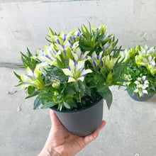 画像をギャラリービューアに読み込む, 【数量限定】リンドウ 心美白寿 4.5号 ※予約商品:9/14まで 出荷予定:9/19