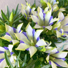 画像をギャラリービューアに読み込む, 【数量限定】リンドウ 心美白寿 4.5号 ※予約商品:9/14まで 出荷予定:9/19