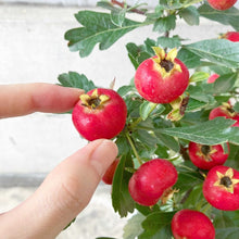 画像をギャラリービューアに読み込む, 【限定32鉢】オオミサンザシ・ビックリサンザシ 5号 ※予約商品:10/5まで 出荷予定:10/10