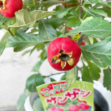 画像をギャラリービューアに読み込む, 【限定32鉢】オオミサンザシ・ビックリサンザシ 5号 ※予約商品:10/5まで 出荷予定:10/10