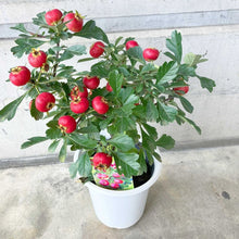 画像をギャラリービューアに読み込む, 【限定32鉢】オオミサンザシ・ビックリサンザシ 5号 ※予約商品:10/5まで 出荷予定:10/10