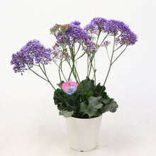 画像をギャラリービューアに読み込む, 【予約商品:2/2発送分】スターチス・ペレジー ロコ 5号