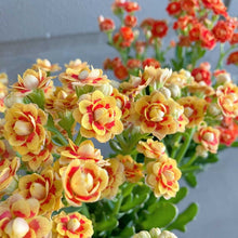 画像をギャラリービューアに読み込む, 【限定12セット】カランコエ’クイーンローズ’ 2種セット(ハロウィンver.) ※予約商品:10/19まで 出荷予定:10/24