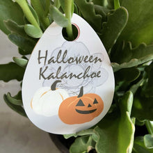 画像をギャラリービューアに読み込む, 【限定12セット】カランコエ’クイーンローズ’ 2種セット(ハロウィンver.) ※予約商品:10/19まで 出荷予定:10/24
