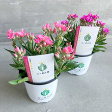 画像をギャラリービューアに読み込む, 【三ツ星品質】ヘリクリサム・ローズビューティー 3.5号 3ポットセット