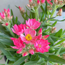 画像をギャラリービューアに読み込む, 【三ツ星品質】ヘリクリサム・ローズビューティー 3.5号 3ポットセット