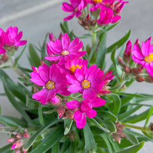 画像をギャラリービューアに読み込む, 【三ツ星品質】ヘリクリサム・ローズビューティー 3.5号 3ポットセット