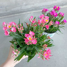 画像をギャラリービューアに読み込む, 【三ツ星品質】ヘリクリサム・ローズビューティー 3.5号 3ポットセット