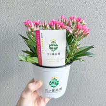 画像をギャラリービューアに読み込む, 【三ツ星品質】ヘリクリサム・ローズビューティー 3.5号 3ポットセット