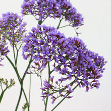 画像をギャラリービューアに読み込む, 【予約商品:2/2発送分】スターチス・ペレジー ロコ 5号