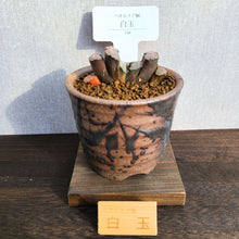 画像をギャラリービューアに読み込む, 【一点物】ハオルチア・玉扇・白玉 3号 信楽焼(丸鉢)セット