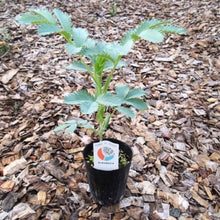 画像をギャラリービューアに読み込む, 【予約商品:11/10発送分】メリアンサス・マヨール 3.5号 (ハニーブッシュ)