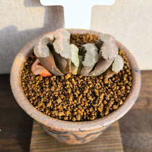 画像をギャラリービューアに読み込む, 【一点物】ハオルチア・玉扇・白玉 3号 信楽焼(丸鉢)セット