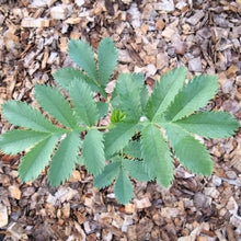 画像をギャラリービューアに読み込む, 【予約商品:11/10発送分】メリアンサス・マヨール 3.5号 (ハニーブッシュ)