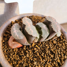 画像をギャラリービューアに読み込む, 【一点物】ハオルチア・玉扇・白玉 3号 信楽焼(丸鉢)セット