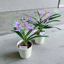 画像をギャラリービューアに読み込む, 【予約商品:2/2発送分】バンダ系 ヨネザワ ブルースター 3.5号 1鉢