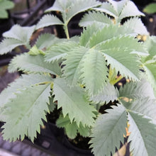 画像をギャラリービューアに読み込む, 【予約商品:11/10発送分】メリアンサス・マヨール 3.5号 (ハニーブッシュ)