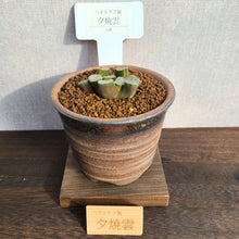 画像をギャラリービューアに読み込む, 【一点物】ハオルチア・万象・夕焼雲 3号 信楽焼(丸鉢)セット